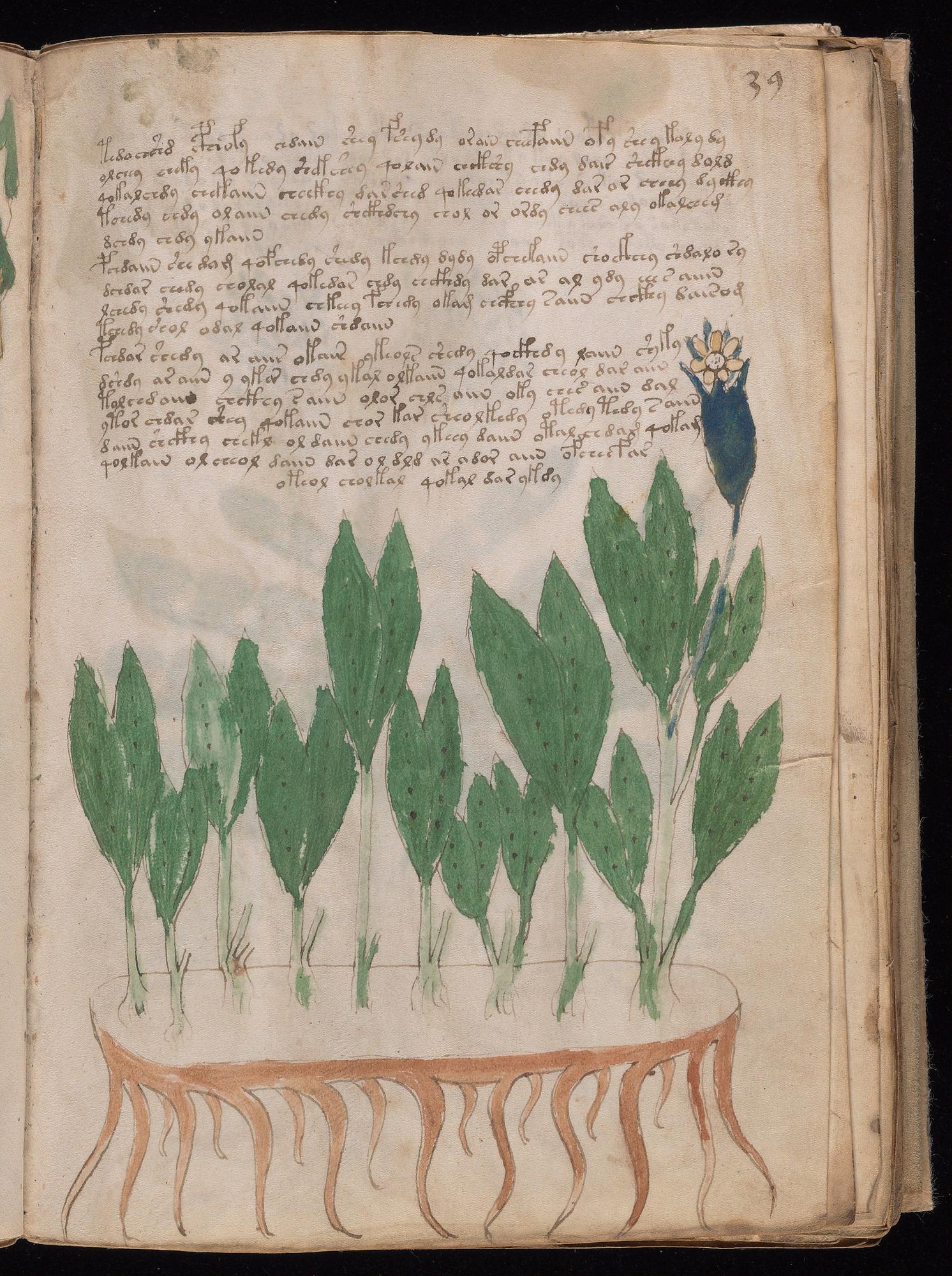 Voynich Manuscript folio f39r — Beinecke MS 408